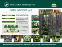 Warstwowa budowa lasu