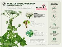 Barszcz sosnowskego - roślina niebezpieczna!