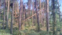 Zagospodarowanie lasu po ostatnich huraganach na terenie nadleśnictwa