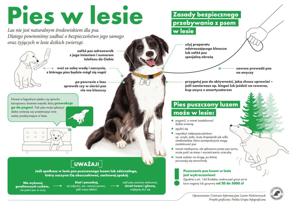 infografika&#x20;z&#x20;zasadami&#x20;spacerów&#x20;z&#x20;psem&#x20;w&#x20;lesie&#x2e;