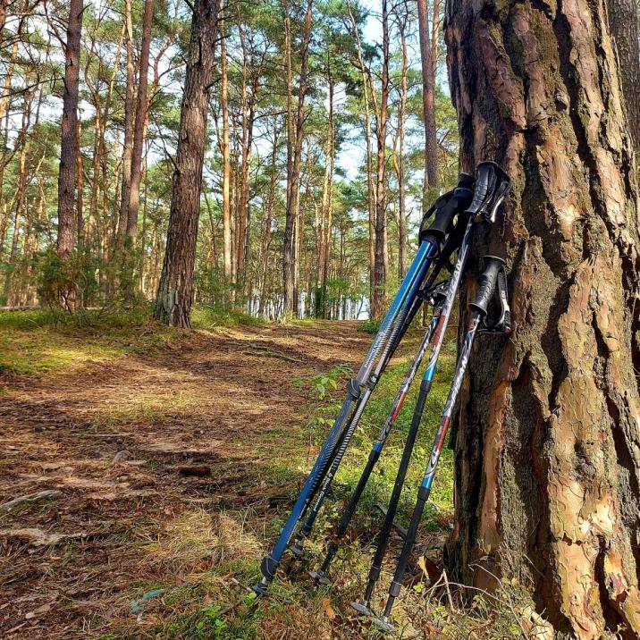 Zdjęcie&#x20;przedstawia&#x20;kije&#x20;do&#x20;nordick&#x20;walking&#x20;w&#x20;drzewostanie&#x20;sosnowym&#x2e;&#x2e;&#x20;Fot&#x2e;&#x20;W&#x2e;Fabisiak