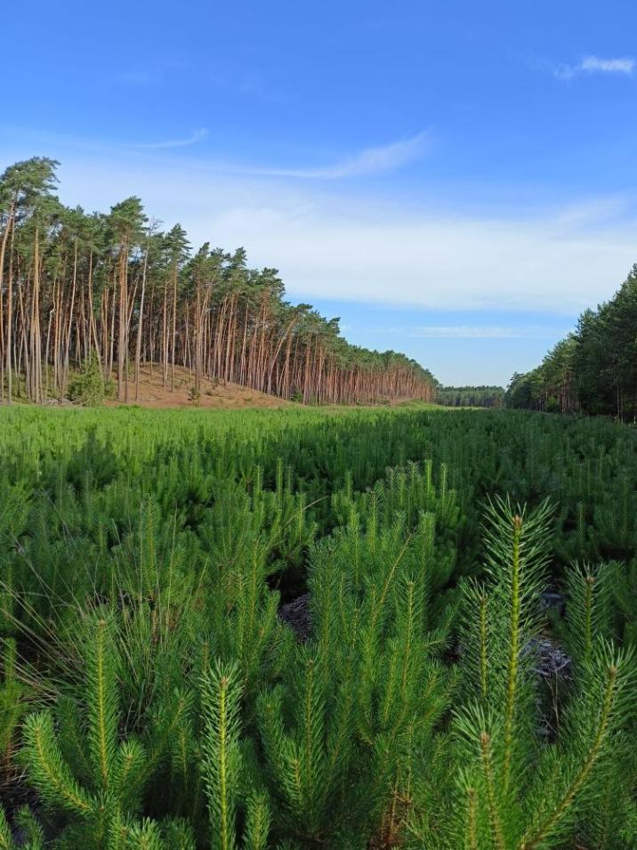 Uprawa&#x20;sosnowa&#x20;z&#x20;odnowienia&#x20;naturalnego&#x20;fot&#x2e;&#x20;W&#x2e;Fabisiak