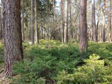 Plany urządzenia lasu dla lasów prywatnych.